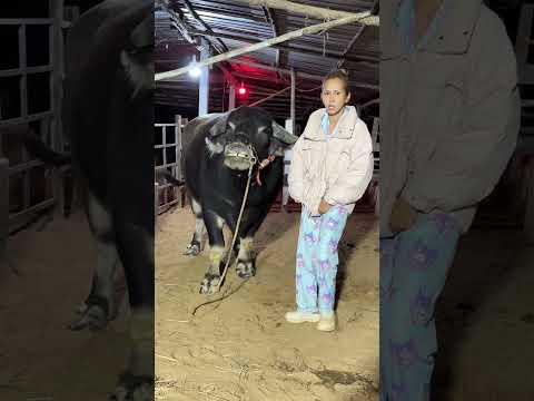 สงสัยแม่ยังไม่อาบน้ำ #น้องควายฉลาดแสนรู้ #funny #baffalo #animals