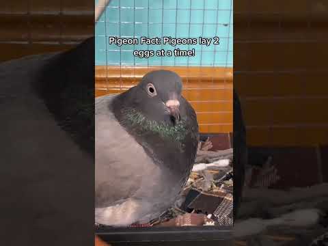 giving my pigeon trinkets | part 1