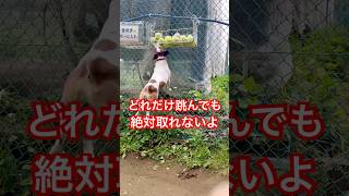 無謀な連続ジャンプ