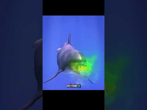 loài cá heo thú vị #animals #dongvat #shorts