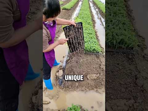 CORN Farming HACKS You’ve NEVER Seen! 🔥 #farming #shorts #short