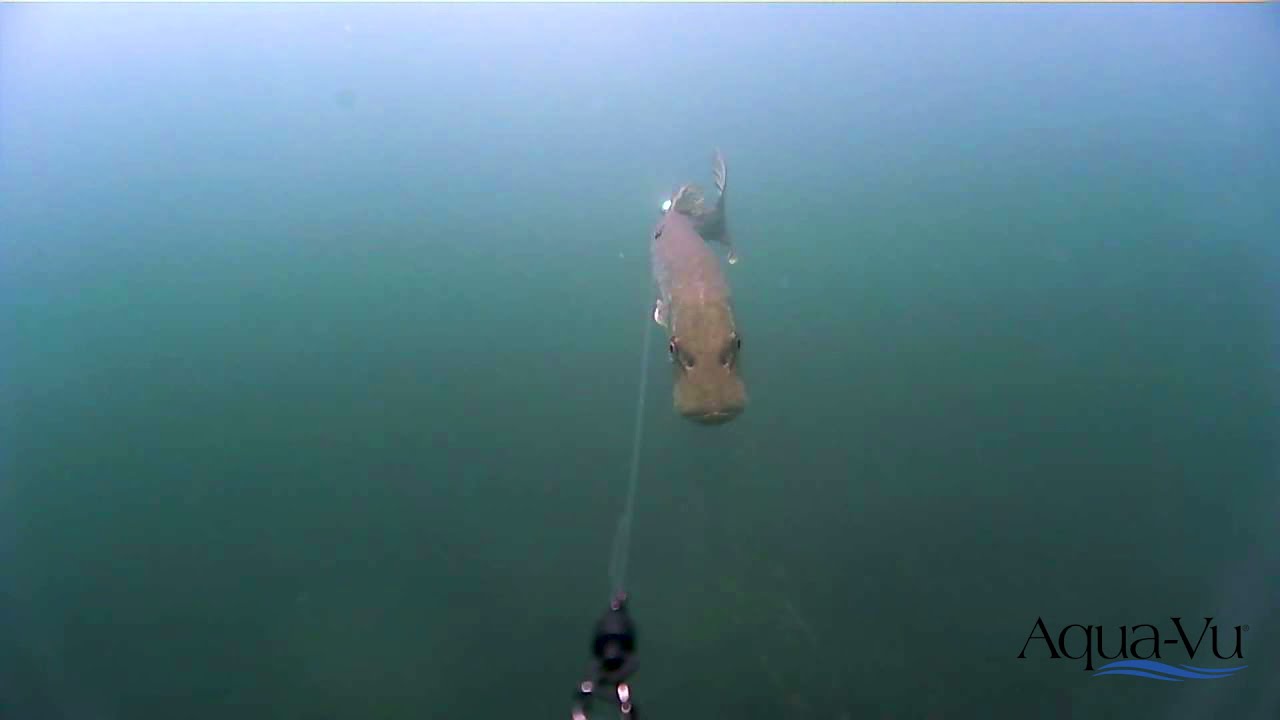 Underwater Cameras for Catfish - In-Fisherman