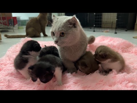 Meow Kittens: Short-legged cat and 5 super cute kittens.