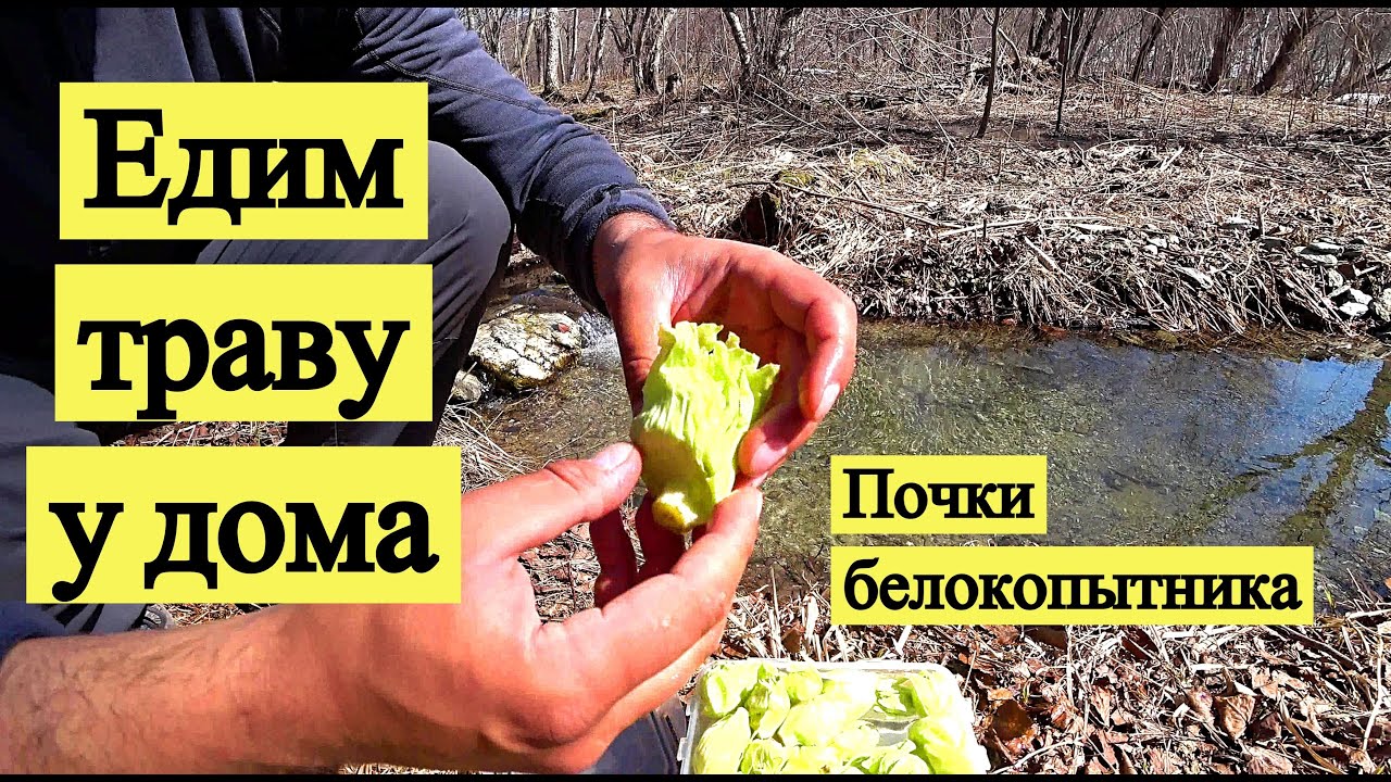Едим траву у дома. Почки белокопытника японского (лопуха)