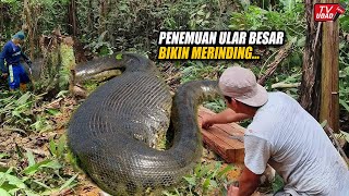 Heboh‼️ Seorang Pria Masuk ke Hutan Dikejutkan Ular Piton Raksasa Dengan Perut Menggembung Besar...