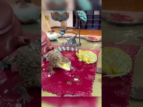 This crocodile is able to transcend reality 😳