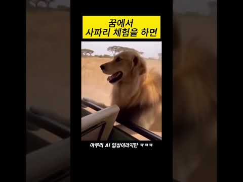꿈에서 사파리 체험을 하면