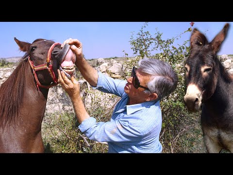 El TRATANTE de CABALLOS, BURROS y MULAS. Así era el antiguo NEGOCIO de su compra y venta en ferias