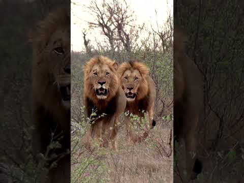 Lion and crocodile hunt giraffe