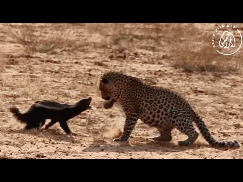 Honey Badger Fights Off Leopard Attack