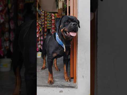 Chinku🐶😂🐕😇#youtubeshorts #labrador #shorts #pitbull #dog