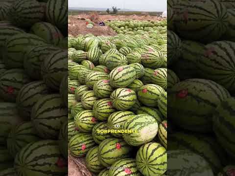 La sorprendente razón detrás del desperdicio de sandías 🤯 #vizionspano #shorts #viral #trend