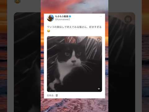 犬の吠え声を真似するニャンコ #shorts #動物 #おすすめ