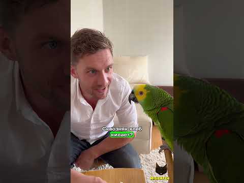 ГОРЯЧИЙ ХОЗЯИН 😏🔥 и НАГЛЫЙ ПОПУГАЙ 🦜💥 — кто кинул хлеб?!