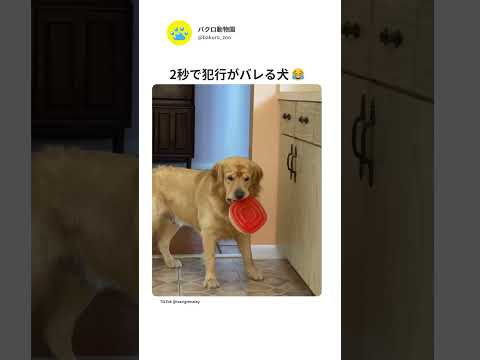 2秒で犯行がバレる犬🤫暴露します🔥