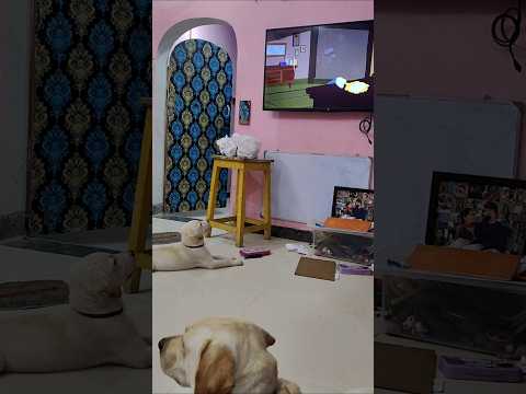 பட்டுக்கு அறிவு அதிகம் ..... #labrador #petsrule #doglover #petcomedy #petcareprovider #petowner