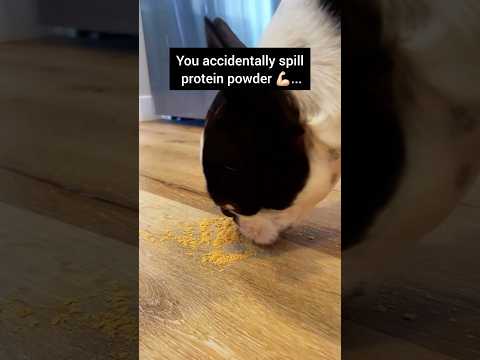 When you accidentally spill protein powder | #funny #relatable #comedy