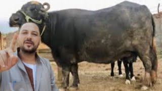 عزرآ تجار الجاموس 🐃 محمد بطه عمل انقلاب في اسعار الجاموس المورا الوالد عزرآ محدش يلومنا