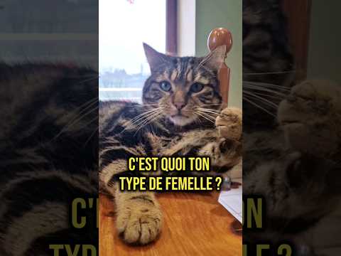 Je teste l'IA avec Petitou 🤣 #humour #ai #shortswithzita