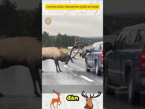 CON NAI SỪNG TẤM KHÔNG QUÊN ÂN NHÂN #elk #saveelk #rescueelk #elkstory