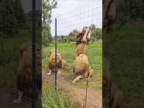 How Lions Are Fed Meat in Controlled Wildlife Settings | #youtubeshorts #wildlife #tranding