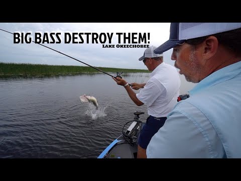 Twitch, Twitch, BOOM! Giant Bass Love These!