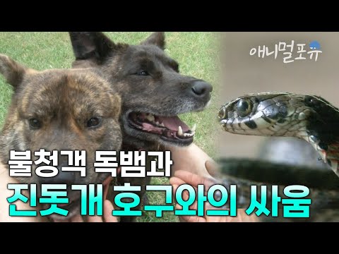 계란만 훔치던 진돗개가 뱀 무서워하는 엄마를 위해 한 행동 I KBS 굿모닝 대한민국 120612 방송