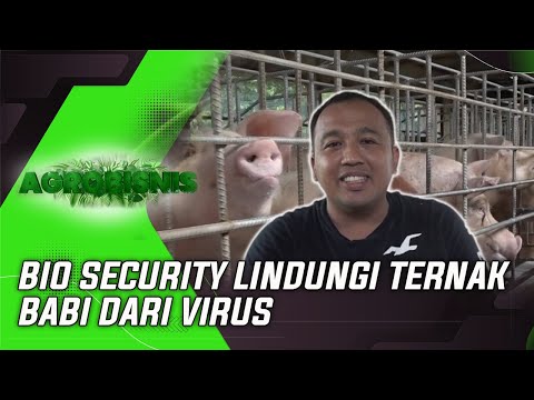 BIO SECURITY LINDUNGI TERNAK BABI DARI VIRUS | AGROBISNIS