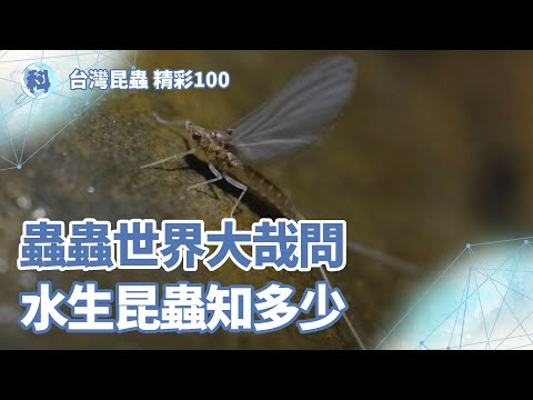 蟲蟲世界大哉問 水生昆蟲知多少 【昆蟲世界】＿ EP07 - YouTube