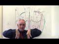 Heart Anatomy and Function Assessment