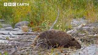 A Beaver Mother's Race Against Time | BBC Earth