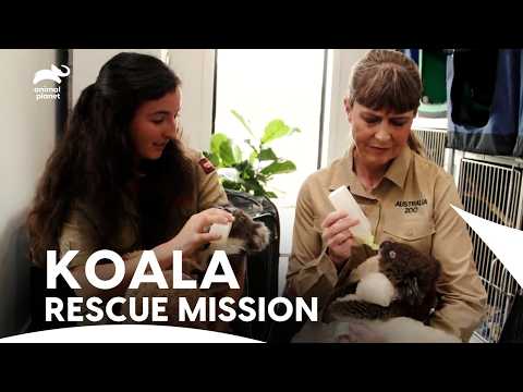 Kangaroo Island BUSHFIRE! Irwins Family Rescue Koalas💔 | Crikey! It's The Irwins | Animal Planet