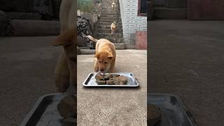 dog eating food
