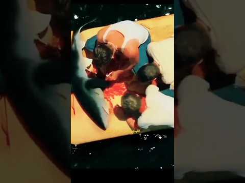 بتقع طيارتهم وسط البحر فبيقررو انهم ياكلو اسمك القرش علشان يعيشو