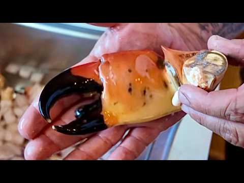 Why Stone Crab Claws Are So Expensive | Stone Crab Catch Clean Cook