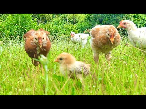 極小ヒヨコが巨大ヒヨコに囲まれた結果。。