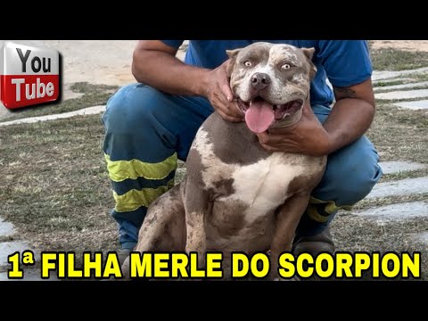 🎨 CONHEÇA A 1ª FILHA MERLE DO SCORPION!