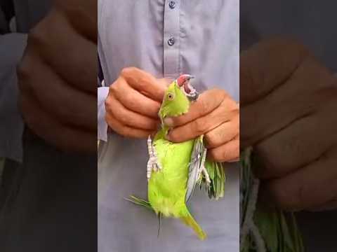 Parrot ka per #shorts