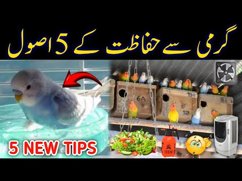 Summer 5 care tips for all birds | budgies lovebirds summer care | Mujeeb Birds Breeeding