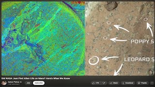 Is This Actual Proof of Life on Mars