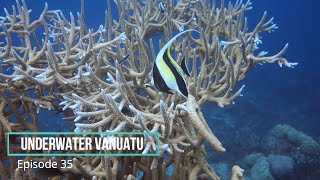 Underwater Vanuatu Episode 35