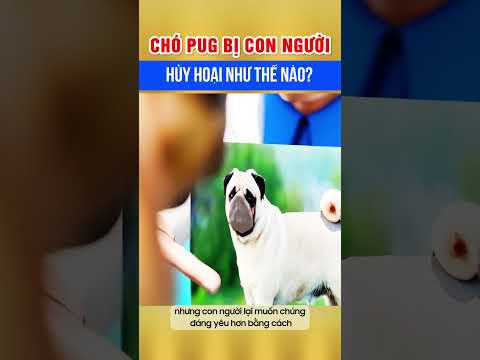 Chó Pug bị con người hủy hoại thế nào?