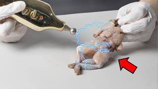 Can a Dead Frog Be Brought Back to Life with an Electric Shock?