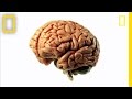 Understanding the Human Brain