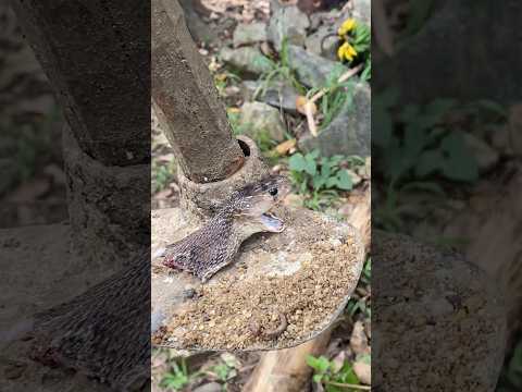 🤯Dead Snake Came Back to Alive To Take Revenge -Original Footage😱#snake #snakerevenge #cobra