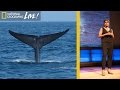 Blue Whales: Conservation and Behavior
