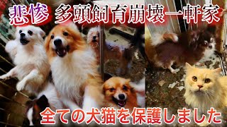 悲惨…多頭飼育崩壊の一軒家からレスキュー依頼。全ての犬猫を保護してきました。