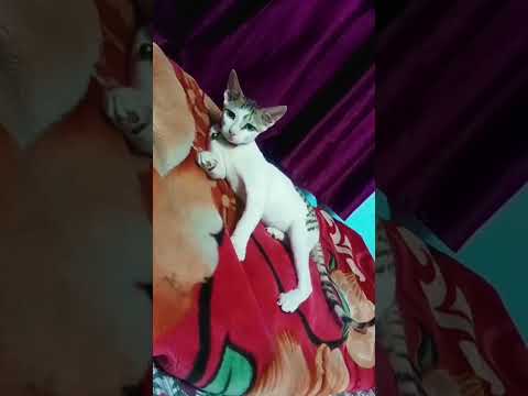 Goldi boss at rest #song #cat #catvideos