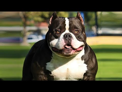 Fruits you SHOULD NEVER feed your American bully breed dog