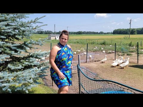 Вечером на хуторе в америке у сельчанки
